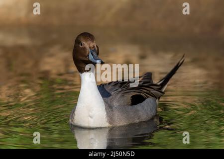 Nördliche Pintail - Anas acuta, schöne farbige Ente aus euroasiatischen Süßgewässern und Feuchtgebieten, Finnland. Stockfoto