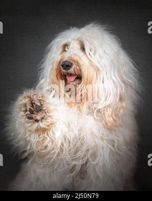 Glückliche Groodle-Porträts Stockfoto