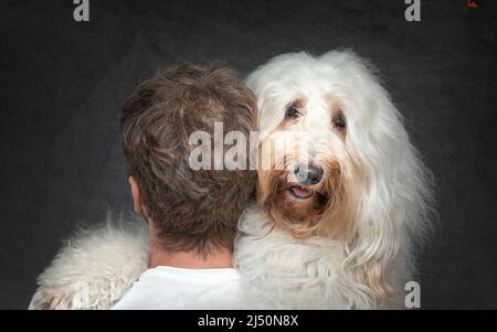 Glückliche Groodle-Porträts Stockfoto