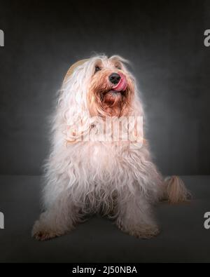 Glückliche Groodle-Porträts Stockfoto