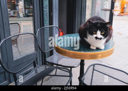 Ernsthafte schamlose schwarz-weiße Katze auf dem Tisch auf der Straße. Wilde Katzen Leben auf der Straße Stockfoto