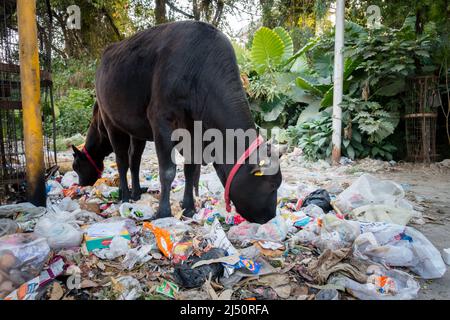 Uttarakhand, INDIEN - März 25. 2022 : Kühe essen Müll voller Kunststoffe und andere giftige Abfälle gedumpt Straßenrand. Stockfoto