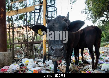 Uttarakhand, INDIEN - März 25. 2022 : Kühe essen Müll voller Kunststoffe und andere giftige Abfälle gedumpt Straßenrand. Stockfoto