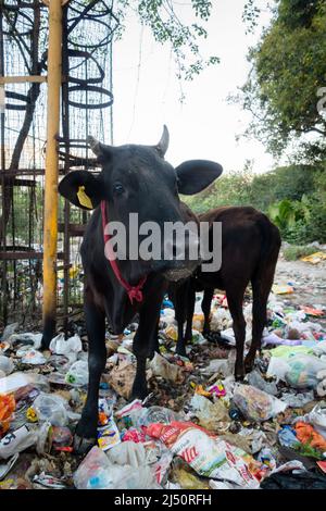 Uttarakhand, INDIEN - März 25. 2022 : Kühe essen Müll voller Kunststoffe und andere giftige Abfälle gedumpt Straßenrand. Stockfoto