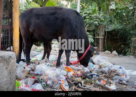 Uttarakhand, INDIEN - März 25. 2022 : Kühe essen Müll voller Kunststoffe und andere giftige Abfälle gedumpt Straßenrand. Stockfoto