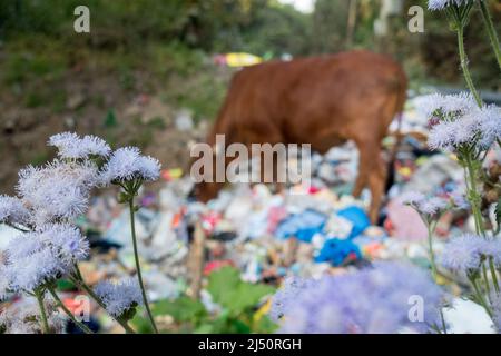 Uttarakhand, INDIEN - April 2. 2022 : Kühe essen Müll voller Kunststoffe und andere giftige Abfälle gedumpt Straßenrand. Stockfoto