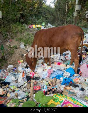 Uttarakhand, INDIEN - April 2. 2022 : Kühe essen Müll voller Kunststoffe und andere giftige Abfälle gedumpt Straßenrand. Stockfoto