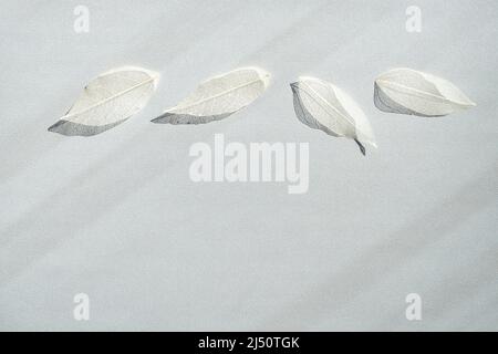 Dekorative transparente weiße Skelett Blätter Rand mit Schatten auf weißem Hintergrund. Stockfoto