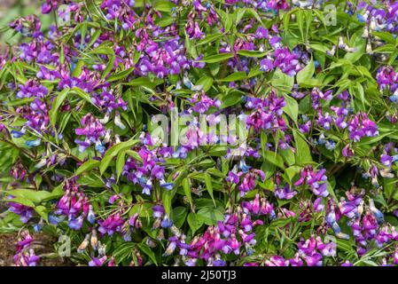 lathyrus vernus in voller Blüte Stockfoto