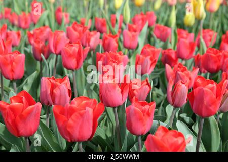 Tulpe Ôqueen wileminaÕ in Blüte Stockfoto