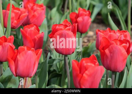 Tulpe Ôqueen wileminaÕ in Blüte Stockfoto