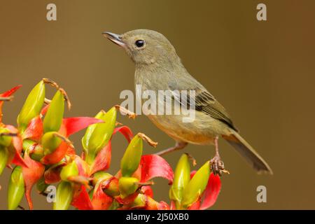 Hochglanz-Blütenpiercer, Diglossa lafresnayii, weiblicher, schwarzer Vogel mit gebogenem Schnabel auf der orangeroten Blume, Naturlebensraum, exotisches Tier aus Col Stockfoto