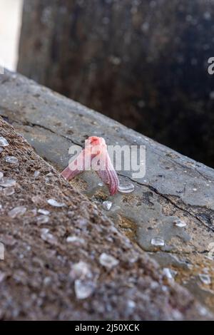 Ausschnitttisch mit abgehackter Schwanzflosse und Fischschuppen an der Playa Grandi (Playa Piscado) auf der Karibikinsel Curacao Stockfoto