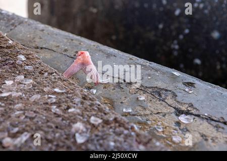 Ausschnitttisch mit abgehackter Schwanzflosse und Fischschuppen an der Playa Grandi (Playa Piscado) auf der Karibikinsel Curacao Stockfoto