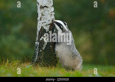Dachs im Wald, Lebensraum der tierischen Natur, Deutschland, Europa. Wildtierszene. Wilder Dachs, Meles meles, Tier in Holz. Europäischer Dachs, Herbstbirke gree Stockfoto