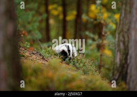 Dachs im Wald, Tiernaturlebensraum, Deutschland, Europa. Wildtierszene. Wilder Dachs, Meles meles, Tier in Holz. Europäischer Dachs, Herbstkiefer grün Stockfoto