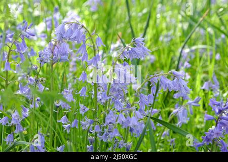 Der einheimische Bluebell, ÔHyacinthoides non-scriptaÕ in Blüte. Stockfoto