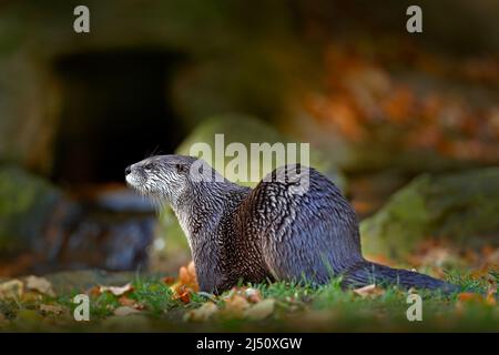 Nordamerikanischer Flussotter, Lontra canadensis, Detailportrait Wassertier im Naturlebensraum, Deutschland. Detailportrait des Wasserraubtieres. Tier Stockfoto