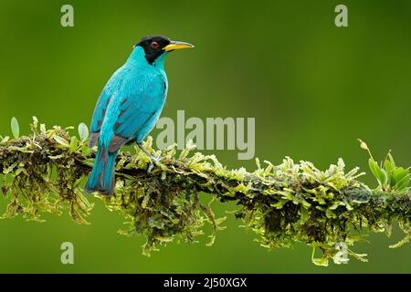 Grüner Honigkräher, Chlorophanes Spiza, exotischer tropischer Malachit-grüner und blauer Vogel aus Costa Rica. Tangare aus tropischem Wald. Nahaufnahme Porträt von Stockfoto