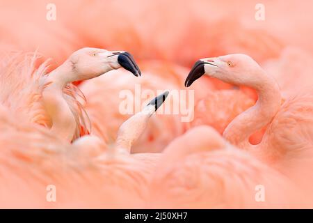 Flamingokampf. Amerikanischer Flamingo, Phoenicopterus rubernice, rosafarbener großer Vogel, tanzt im Wasser, Tier in der Natur, Kuba, Karibik. Tierwelt Stockfoto