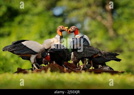 Königsgeier, Sarcoramphus Papa, mit carcas und schwarzen Geiern. Rotkopfvogel, Wald im Hintergrund. Wildlife-Szene aus tropischer Natur. Kondore i Stockfoto