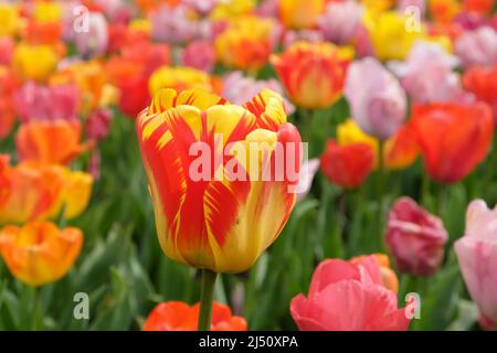 Bunt gelb und rot Single Triumph blühte Tulpe in Blüte Stockfoto
