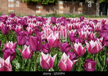 Lily blühte Tulpe ÔBalladeÕ in voller Blüte. Stockfoto