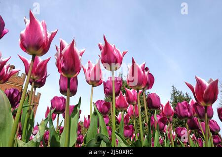 Lily blühte Tulpe ÔBalladeÕ in voller Blüte. Stockfoto