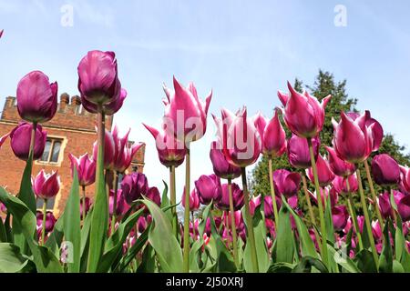 Lily blühte Tulpe ÔBalladeÕ in voller Blüte. Stockfoto