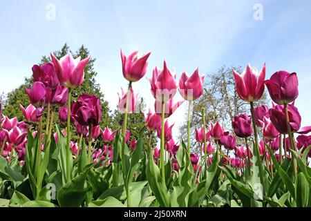 Lily blühte Tulpe ÔBalladeÕ in voller Blüte. Stockfoto