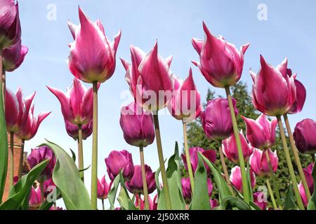 Lily blühte Tulpe ÔBalladeÕ in voller Blüte. Stockfoto