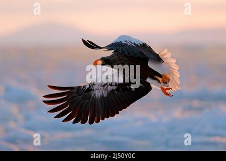 Fliegender seltener Adler. Stellers Seeadler, Haliaeetus pelagicus, fliegender Greifvogel, mit blauem Himmel im Hintergrund, Hokkaido, Japan. Adler mit Natur mou Stockfoto