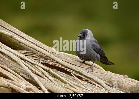 Eurasische Jackdaw Corvus monedula auf dem trockenen Holz sitzend. Schwarzer Vogel im Naturlebensraum. Wildlife-Szene aus der Natur. Stockfoto