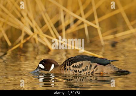 Bronzeflügelente, Speculanas specularis, Spectacled Ente, braune Ente, schwimmend auf dunkelgelber Wasseroberfläche. Spritzwasser mit Ente. Vogel aus Chile Stockfoto