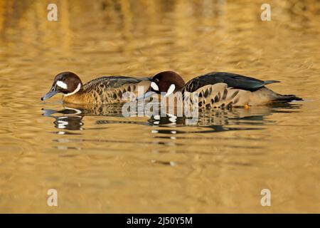 Bronzeflügelente, Speculanas specularis, Spectacled Ente, braune Ente, schwimmend auf dunkelgelber Wasseroberfläche. Spritzwasser mit Ente. Vogel aus Chile Stockfoto