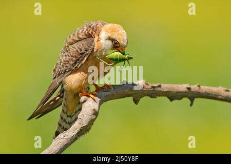 Falke mit Heuschreckenschrecke. Rotfußfalke, Falco vespertinus, Vogel auf Ast sitzend mit klarem grünen Hintergrund, Insekt im Schnabel, ein Stockfoto