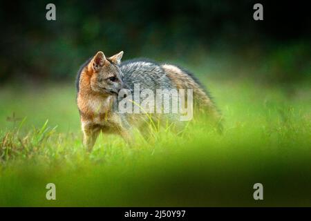 Krabbenfressende Füchse, Cerdocyon thous, Waldfuchs, Holzfuchs oder Maikg. Wildhund in der Natur Lebensraum. Gesicht Abendportrait. Tierwelt, Pantanal, Brasilien. Gree Stockfoto