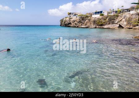 Schnorcheln mit Meeresschildkröten und Pelikanen am Playa Grandi (Playa Piscado) auf der Karibikinsel Curacao Stockfoto