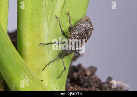 Ein ausgewachsener Weinrebenkwedel (Otiorhynchus sulcatus), ein polyphagöser Schädling von Garten- und Hauspflanzen, im März Stockfoto