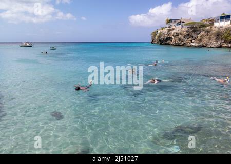 Schnorcheln mit Meeresschildkröten und Pelikanen am Playa Grandi (Playa Piscado) auf der Karibikinsel Curacao Stockfoto