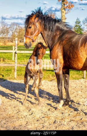 Eine Woche altes dunkelbraunes Fohlen galoppiert und springt mit ihrer Mutter draußen in die Sonne. stute mit rotem Halfter. Warmblut, KWPN Dressurpferd. Tierische Themen Stockfoto