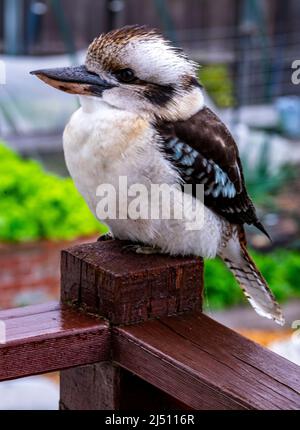 Juvenile Kookaburra auf der Post sitzend in Tasmanien ist die Kookaburra eine eingeführte Art Stockfoto