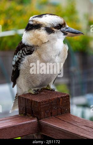 Juvenile Kookaburra auf der Post sitzend in Tasmanien ist die Kookaburra eine eingeführte Art Stockfoto