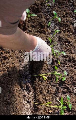 Eine Frau pflanzt Pfefferpflanzen in einem Gewächshaus. Setzlinge von Paprika. Selektiver Fokus Stockfoto