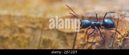 Jet Black Ameisen Lasius fuliginosus . Arbeiter in der Familie Formicidae Stockfoto