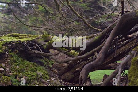 Ansammlung knarrischer Wurzeln und uralter Hecke im kornischen Wald Stockfoto