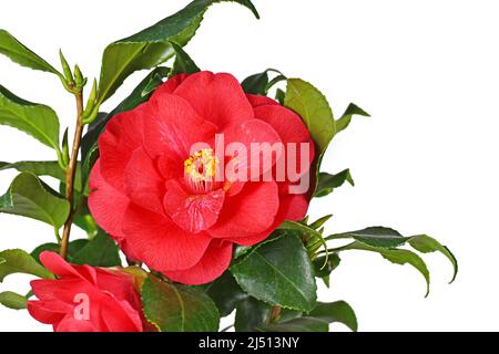 Blume der roten Kamelie Japonica Pflanze auf weißem Hintergrund Stockfoto