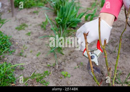 Nahaufnahme von Gärtnern in Schutzhandschuhen mit einem Gartenscherer, der den Frühlingsschnitt eines Rosenbusches vornahm. Selektiver Fokus Stockfoto