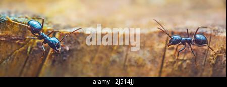 Jet Black Ameisen Lasius fuliginosus . Arbeiter in der Familie Formicidae Stockfoto