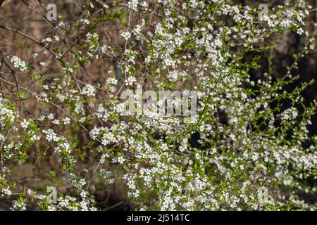 Mirabelle-Pflaume-weiße Frühlingsblumen Nahaufnahme selektiver Fokus Stockfoto